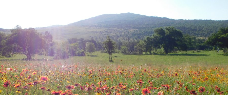 A field of wild flowers in Oklahoma